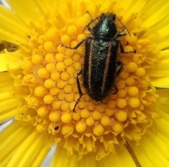 Astylus quadrilineatus