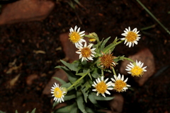 Afroaster peglerae