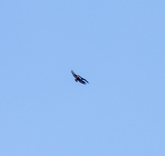 Spilornis cheela