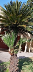 Cycas