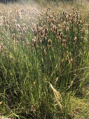 Elegia filacea