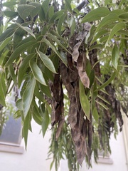 Bolusanthus speciosus