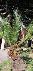 Cycas
