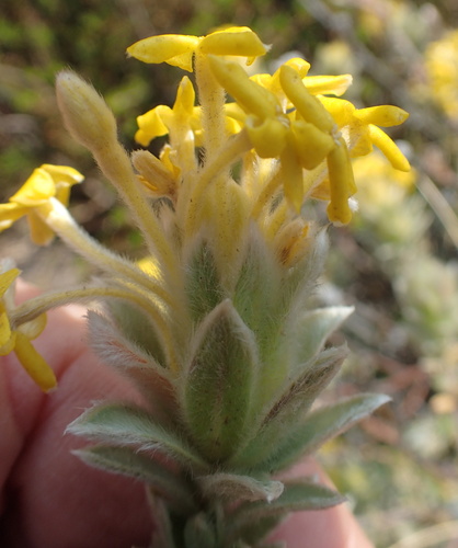 Harpuis Curryflower (Lasiosiphon burchellii)