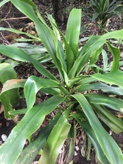 Dracaena aletriformis