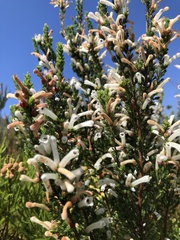 Erica perspicua perspicua