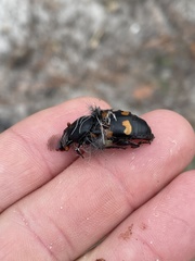 Nicrophorus carolina