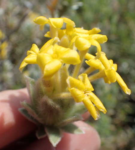 Image of Lasiosiphon burchellii by no rights reserved