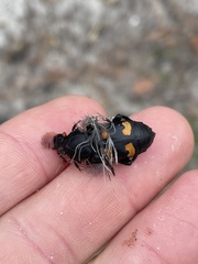 Nicrophorus carolina