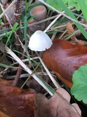 Mycena leptocephala