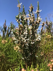 Erica perspicua perspicua