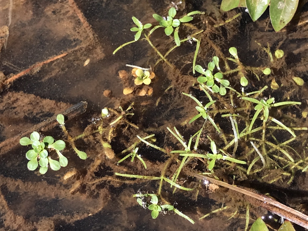 Large Waterstarwort from Cochise County, USAZ, US on October 27, 2022