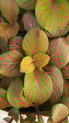 Fittonia