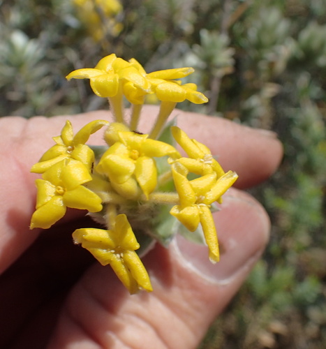 Image of Lasiosiphon burchellii by no rights reserved