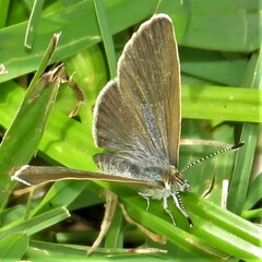 Zizeeria knysna knysna