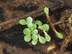 Callitriche