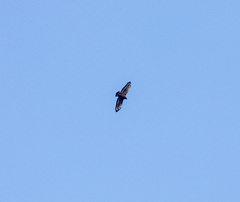 Spilornis cheela