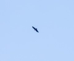 Spilornis cheela