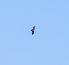 Spilornis cheela
