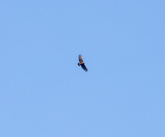 Spilornis cheela