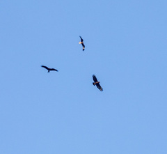 Spilornis cheela