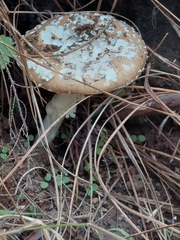 Amanita junquillea