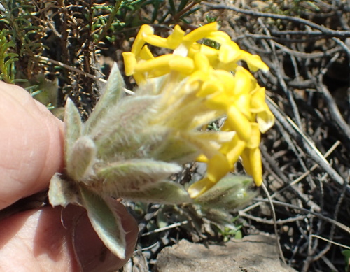 Image of Lasiosiphon burchellii by no rights reserved