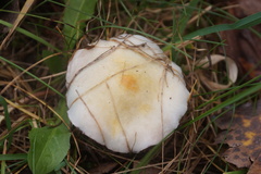 Stropharia caerulea
