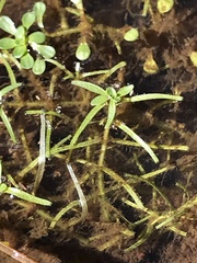 Callitriche