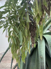 Bolusanthus speciosus