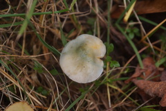 Stropharia caerulea