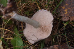 Stropharia caerulea