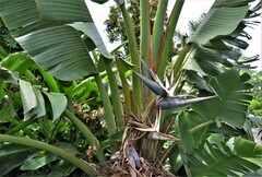 Strelitzia nicolai