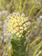 Leucospermum truncatulum