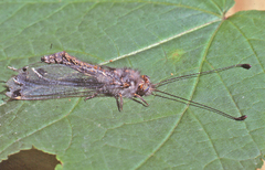 Ululodes quadripunctatus