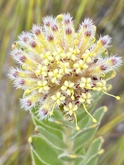 Leucospermum truncatulum
