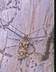 Acrocinus longimanus