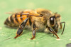 African Honey Bee - Photo (c) Rudolph Steenkamp, some rights reserved (CC BY-NC), uploaded by Rudolph Steenkamp