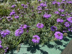 Glandularia tenera