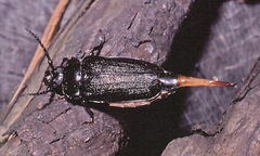 Prionus laticollis
