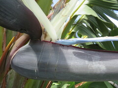 Strelitzia nicolai