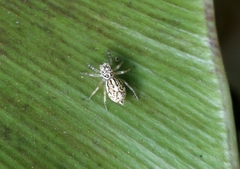 Phintelloides versicolor