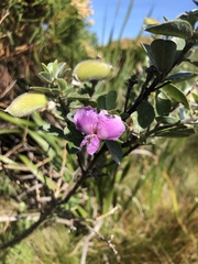 Podalyria calyptrata