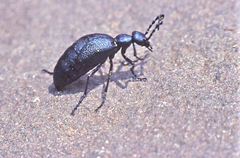 Meloe angusticollis