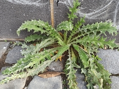 Erysiphaceae