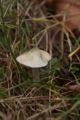Stropharia caerulea