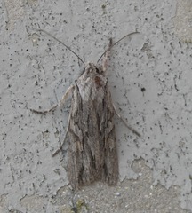 Lithophane leautieri