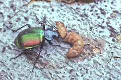 Calosoma sycophanta