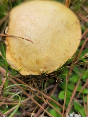 Suillus granulatus