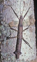 Verophasmatodea